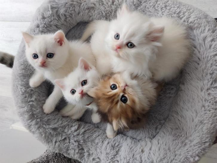 Uniek Nestje! 4 mooie Kittens: 2 Britse Korthaar&2 Langhaar, Dieren en Toebehoren, Katten en Kittens | Raskatten | Korthaar, Meerdere dieren