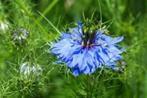 Biologische Zaden Juffertje in het groen Blauw, Ophalen, Voorjaar, Volle zon, Zaad
