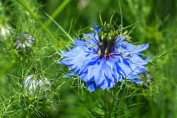 Biologische Zaden Juffertje in het groen Blauw beschikbaar voor biedingen