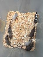Engels muizen, Mei, Meerdere dieren, Muis