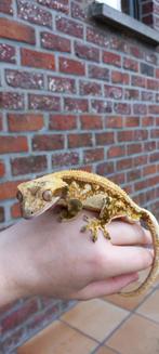 1.0 Bewezen Red High White Tricolor Drippy wimpergekko man, Dieren en Toebehoren, Reptielen en Amfibieën, Hagedis, Tam, 3 tot 6 jaar