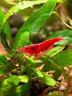 Bloody Mary High grade Neocaridina Davidi, Dieren en Toebehoren, Kreeft, Krab of Garnaal, Zoetwatervis