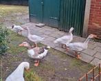 4 zuivere Frankische landgans land ganzen broed 2025, Dieren en Toebehoren, Pluimvee, Meerdere dieren, Gans of Zwaan