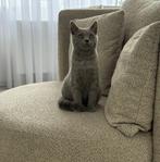 Britse korthaar kitten, Dieren en Toebehoren, Katten en Kittens | Raskatten | Korthaar, Kater, Ontwormd