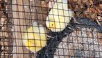 Broed koppel kanaries, Dieren en Toebehoren, Vogels | Kanaries, Meerdere dieren, Kleurkanarie