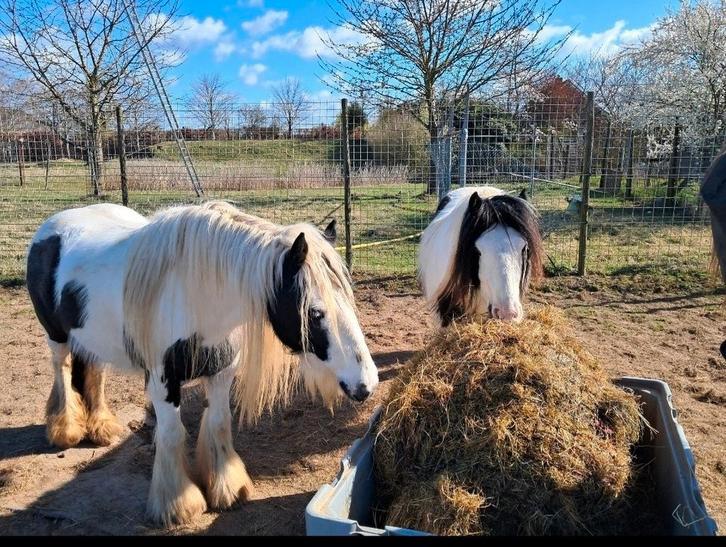 Lieve bonte tinker pony's zoeken 5* huis, Dieren en Toebehoren, Pony's, Merrie