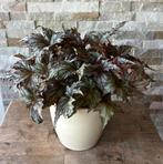 Bladbegonia in pot, Overige soorten, In pot, Minder dan 100 cm, Groene kamerplant