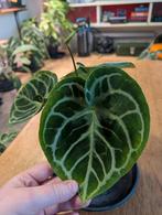 Anthurium Silver Blush, Huis en Inrichting, Kamerplanten, Ophalen of Verzenden, Halfschaduw, Minder dan 100 cm