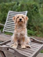 Prachtige jonge reu, Dieren en Toebehoren, Honden | Niet-rashonden, 15 weken tot 1 jaar, Reu, CDV (hondenziekte), Eén hond