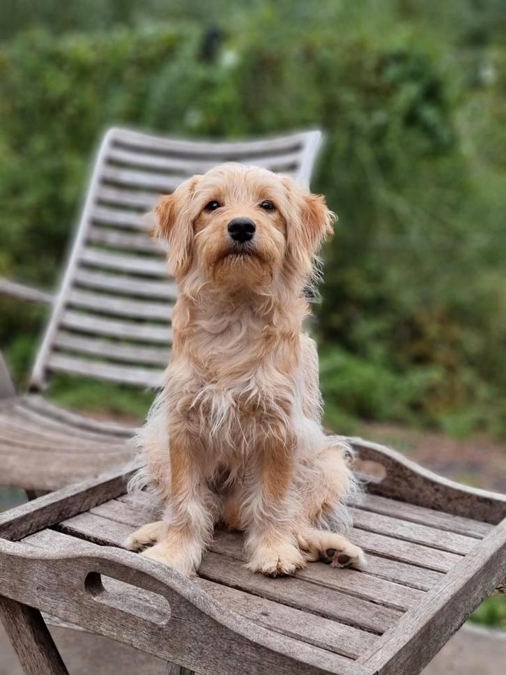 Prachtige jonge reu, Dieren en Toebehoren, Honden | Niet-rashonden, Klein, Reu, Fokker | Hobbymatig, Eén hond, Nederland, 15 weken tot 1 jaar