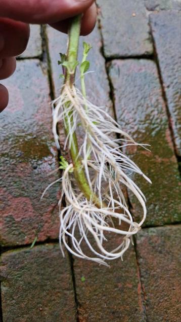 APPELMUNT - MENTHA SUAVEOLENS 'APPLE MINT'