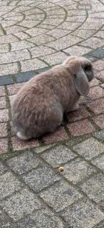 Dieren, Dieren en Toebehoren, Konijnen, Meerdere dieren, Middelgroot