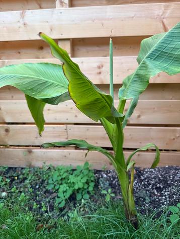Bananenplant - 1 meter hoog! beschikbaar voor biedingen