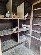 duiven, Dieren en Toebehoren, Vogels | Duiven, Geslacht onbekend, Tuimelaar of Roller