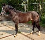 Topfijne kinderpony D pony, Dieren en Toebehoren, Pony's, Merrie, Gechipt, Dressuurpony, 11 jaar of ouder