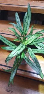 blinkend blad met mooie tekening, Aglaonema, schaduw graag!, Ophalen, Halfschaduw, Minder dan 100 cm