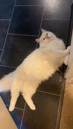 Herplaatser ragdoll x maine coon, Kater