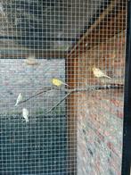 Kanarie en zebravinken 2025, Dieren en Toebehoren, Meerdere dieren, Kleurkanarie