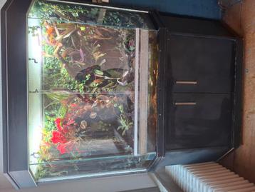 Prachtig groot paludarium!  beschikbaar voor biedingen