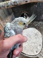 Geparelde valkparkiet, Dieren en Toebehoren, Mannelijk, Parkiet