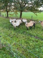 Maasduin schapen, Dieren en Toebehoren, Vrouwelijk, Schaap, 0 tot 2 jaar