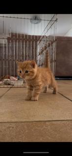 3 lieve kittens zoeken een lief adres., Dieren en Toebehoren, Katten en Kittens | Overige Katten, Meerdere dieren