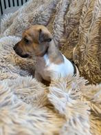 Jackrussel pups, Dieren en Toebehoren, Honden | Niet-rashonden, 8 tot 15 weken, Parvo, Meerdere, Meerdere dieren