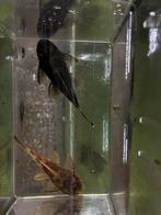 Kweekkoppel LDA16, Dieren en Toebehoren, Vissen | Aquariumvissen, Vis