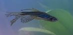 Vier zebra danios met sluierstaart, Dieren en Toebehoren, Vissen | Aquariumvissen, Vis, Zoetwatervis, Schoolvis