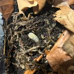 Isopods/Pissebedden Armadillidium Vulgare "Magic Potion", Dieren en Toebehoren, Overige soorten
