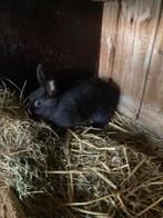 Lief vrouwtje konijn 3 maanden, Dieren en Toebehoren, Konijnen, Meerdere dieren, Dwerg