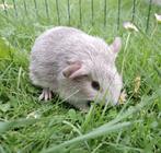 Leuk gladhaar Rexdragend beertje, Dieren en Toebehoren, Juli, Mannelijk, Cavia