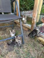 Boerderij kittens te koop, Dieren en Toebehoren, Katten en Kittens | Overige Katten, Meerdere dieren, Kortharig, 0 tot 2 jaar
