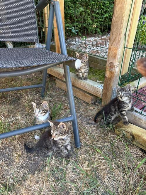 Boerderij kittens te koop, Dieren en Toebehoren, Katten en Kittens | Overige Katten, Kortharig, Meerdere dieren, 0 tot 2 jaar