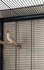 Ceresamadines (setje van 2) – mannetje + vrouwtje, Dieren en Toebehoren, Meerdere dieren, Tropenvogel