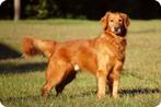 Gezocht: Golden Retriever kruising, Golden retriever, 15 weken tot 1 jaar, Teef, Eén hond