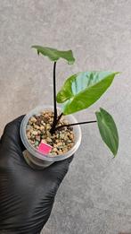 Alocasia Macrorrhiza Black Stem, Ophalen of Verzenden, Halfschaduw, Minder dan 100 cm