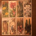 Plaatjes cactussen en vetplanten voor albums, Boeken, Ophalen of Verzenden