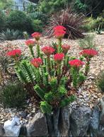 Crassula Coccinea, Volle zon, Vaste plant, Zomer, Ophalen