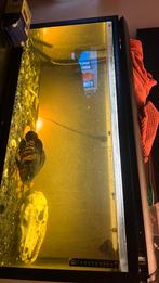 Aquarium met pauwoog ciclide, Vis