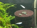Medaka silver/white metallic, Overige soorten