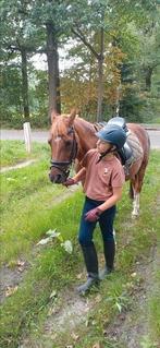 Verzorgpony gezocht omg rotterdam nesselande, Dieren en Toebehoren, Ophalen of Verzenden