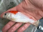 Tancho koi 14 cm, Dieren en Toebehoren, Karper of Koi