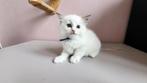 Ragdoll kittens met stamboom, Meerdere dieren, Gechipt