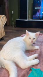 Ragdoll  kater 10 maanden oud, Kater