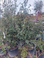 Steeneik (Quercus ilex), Tuin en Terras, Planten | Bomen, Overige soorten, Lente, 100 tot 250 cm, Ophalen