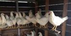 Witte leghorn leghennen net aan de leg, Vrouwelijk, Kip