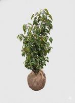 Prunus lusitanica- Portugese laurier 60-80cm, Ophalen, Laurier, Struik, Minder dan 100 cm