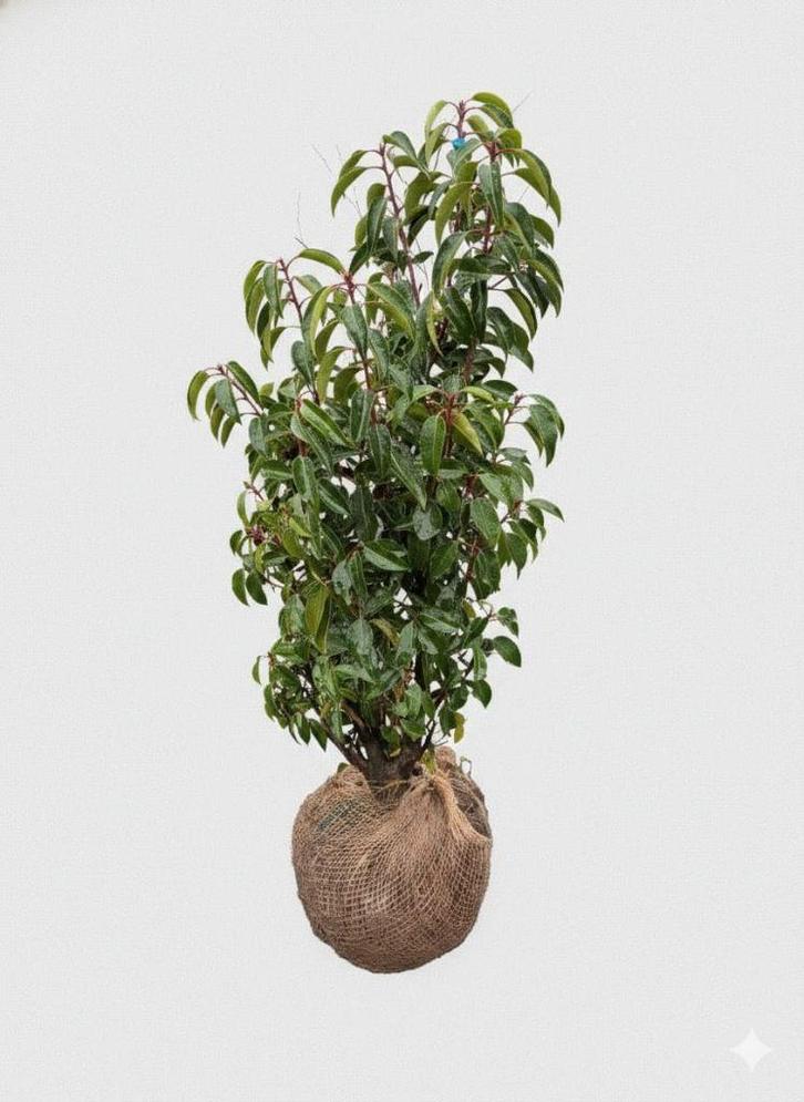 Prunus lusitanica- Portugese laurier 60-80cm, Tuin en Terras, Planten | Struiken en Hagen, Struik, Laurier, Minder dan 100 cm