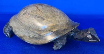 Schildpad beschikbaar voor biedingen